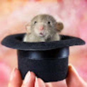 Meet your Posher, Rattus